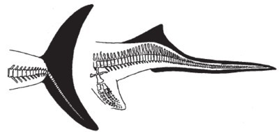 Pinna caudale di Ichthyosaurus e Mixosaurus